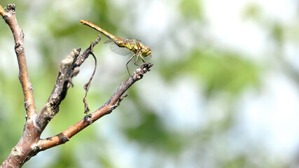 Sympetrum vulgatum. large beautiful dragonfly on a dry branch green background close-up. dragonfly sits on a branch in the garden. dragonfly with big eyes. small predator. macro nature