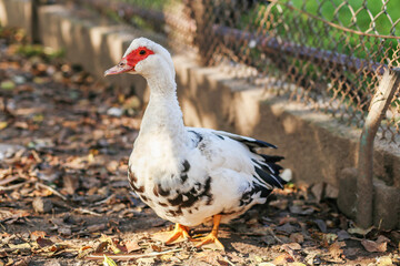 White Muscovy Duck on Leaf-Covered Ground in Farmyard