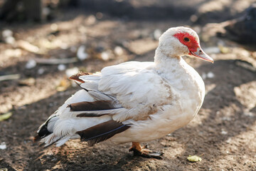 White Muscovy duck resting on ground