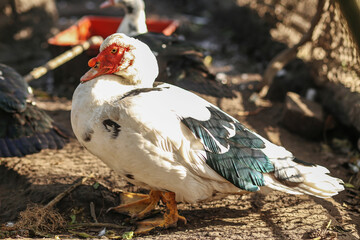 Muscovy duck with red face in sunlight