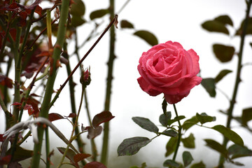 pink rose flower background. Red roses on a bush in the garden, close-up. bouquet of flowers. beauty of nature, delicate flowers, bouquet of roses as a gift. symbol of love. rose garden
