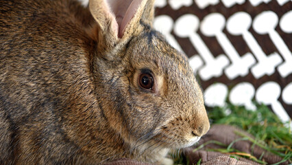 domestic rabbit animal in cage. livestock farm. Fluffy pet rabbit, bunny, watching from rabbit hutch, cage in the garden. close-up. agriculture, industry. furry domestic animal. space for text