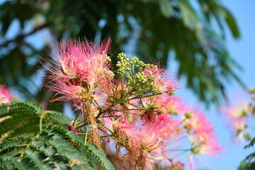 関川とねむの花（新潟県）