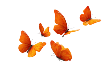 Orange butterflies in flight against black