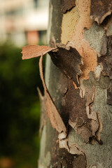 Close-up view of peeling bark on a tree in an urban park during late afternoon sunlight