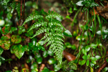 vilage life in giresun, turkey