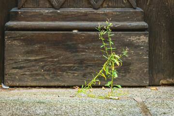 Wild plant grows resiliently through cracks in the sidewalk near an old wooden door showcasing nature's beauty in urban spaces