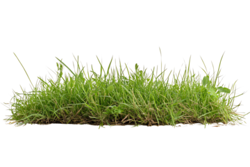 A lush patch of green grass on a transparent background, perfect for designs or landscaping projects.
