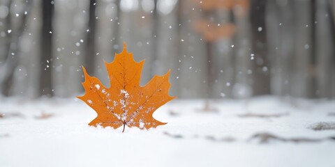 Orange maple leaf drop outdoors forest snow.