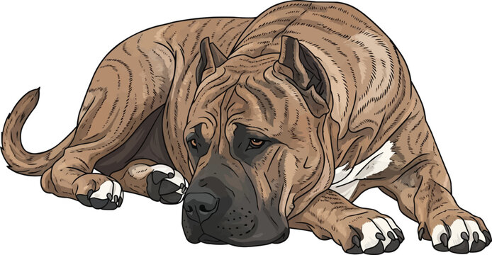 Presa Canario dog lying down relaxed pose vector illustration