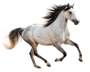 Running mustang horse, on transparent background