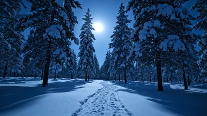 Walking on Snowy Path Through Winter Forest, Moonlit Night