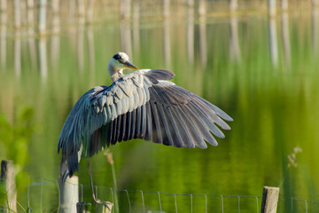 Elegant grey heron captured on wooden log spreading wing with soft blurred lake behind