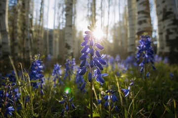 Naklejka premium Detailed view of blue wild Columbine flowers in a forest at dawn
