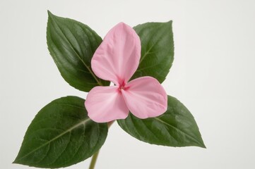 Obraz premium Bright Pink Impatiens Blossom with Green Leaves on White Background