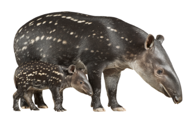 Full-body side view of a mother tapir and her baby, with a transparent background