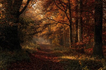 Scenic autumn trail illuminated by morning sunlight in a lush woodland.