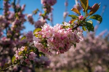 Blossoming Pink Apple Tree with White Flowers Against a Clear Blue Sky