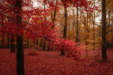 Crimson foliage swaying in powerful gusts