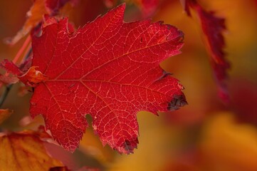Close-up of a crimson leaf texture in fall