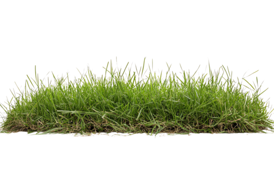 Fresh green grass with a vivid texture, isolated on a white background, ideal for design projects, presentations, and educational materials.