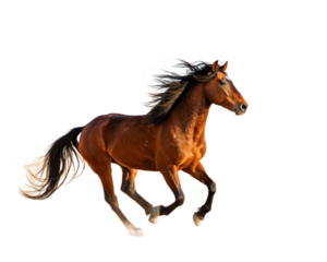 Mustang horse running.on transparent background,