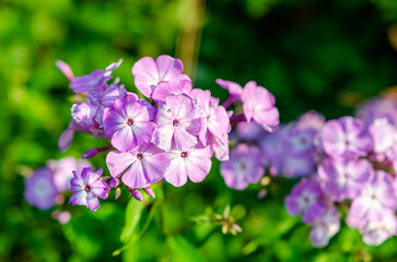 Delicate purple phlox flower blooming in summer garden with vibrant green background. Close-up macro flower shot, soft natural light, shallow depth of field, outdoor garden scene, romantic mood,