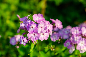 Delicate purple phlox flower blooming in summer garden with vibrant green background. Close-up macro flower shot, soft natural light, shallow depth of field, outdoor garden scene, romantic mood,