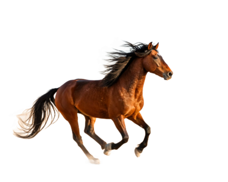 Mustang horse running.on transparent background,