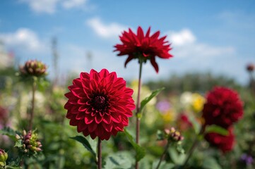 Scarlet Dahlias Blooming Under Clear