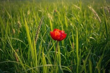 Bright red flower blooming in a field under clear skies with high grass