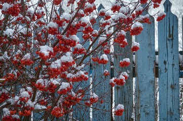Snow-covered red rowan berries set against a vibrant blue wooden fence, evoking winter and autumn festive vibes