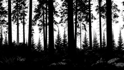 Obraz premium Silhouette forest of tall trees and undergrowth in black and white