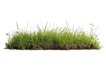 Lush green grass with dew drops, showcasing vibrant texture and freshness, perfect for landscaping or gardening projects, isolated on white background.
