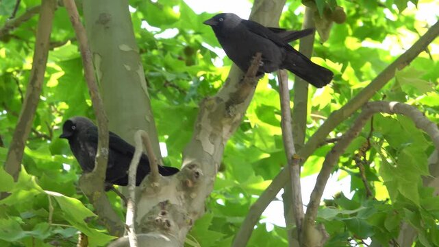 Two black birds crow sit on tree branches surrounded by bright green leaves