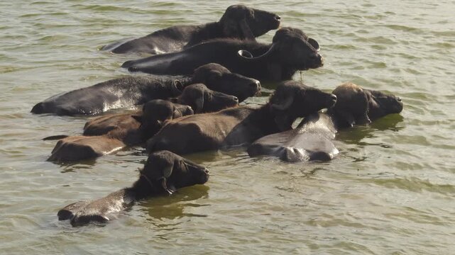 A peaceful rural village scene showing a group of Indian water buffalo teke bath in rivar water. Buffalo bathing in the pond. Rural scene with buffaloes bathing and relaxing in natural habitat.