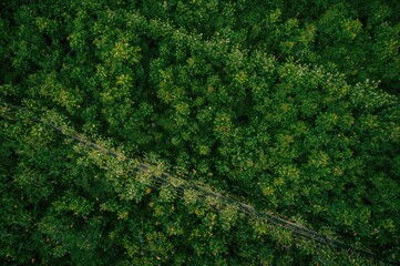A white abstract design appears against vivid green foliage in a dense woodland, illustrating the texture of nature's canvas during a tranquil summer scene, welcoming calmness