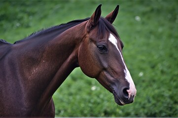 Obraz premium Close-up of a senior racing stallion against a grassy backdrop, tinted horizontally.