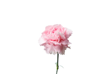 Stunning Pink Carnation Flower Captured Against a Clean White Background, Symbolizing Love, Beauty, and Elegance in Nature's Design