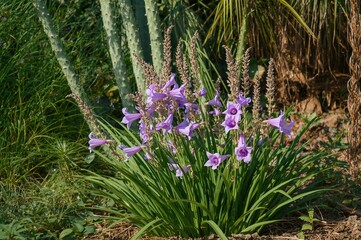 Obraz premium Garden Display of Purple Ruellia Tuberosa Blossoms
