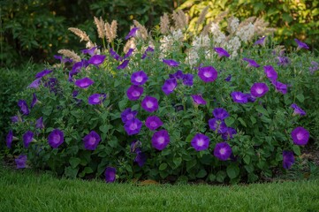 Obraz premium Purple morning glory blossoms in the garden