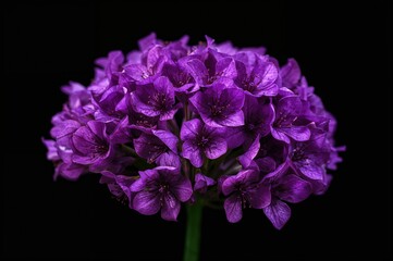 Fototapeta premium Dark background showcasing a vibrant purple ceanothus shrub