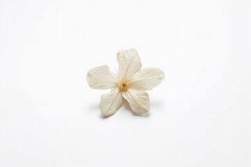 Jasmine flower pressed and dried, set against a white backdrop, ideal for scrapbooking, floristry, or herbarium projects.