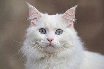 Close-up of a white house cat with large eyes and a pink nose, showcasing a pristine and adorable feline.