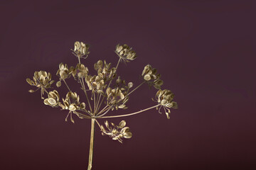 Macro photo of a dried umbelliferous plant with seed heads on a brown background