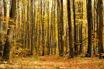 Beautiful autumnal forest landscape. autumn trees with orange-yellow foliage, natural background. golden fall season. peaceful harmony nature image