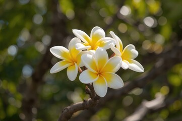 Obraz premium Bouquet of frangipani blossoms on a tree branch during a sunny morning in the garden.