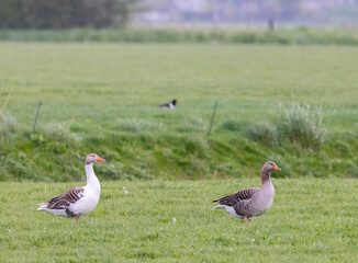 Two domestic geese walking on green grass in Hensbroek