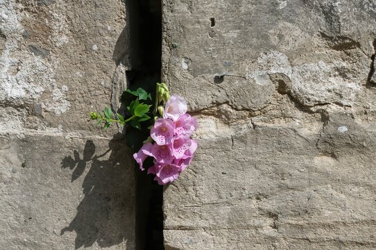 Bright pink snapdragons flourish along a rugged stone barrier.
