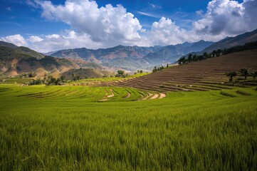 Obraz premium Lush green rice terraces in a mountainous region